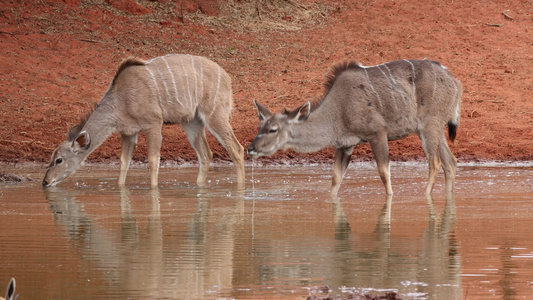 kuduantelopes在水坑里喝水视频