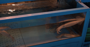 在仓库水族馆拍摄鱿鱼的照片34秒视频