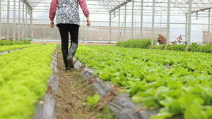 走在大棚菜田里的农民大婶15秒视频