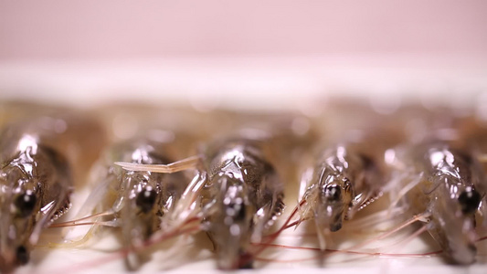 新鲜的大虾海虾虾线视频