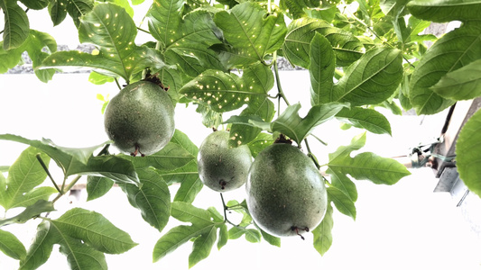 百香果的花与果实视频