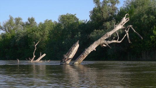 河里有干枯的树时空倒塌视频