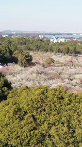 春天梅花航拍航拍梅花公园视频