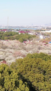 春天梅花航拍梅花空镜视频