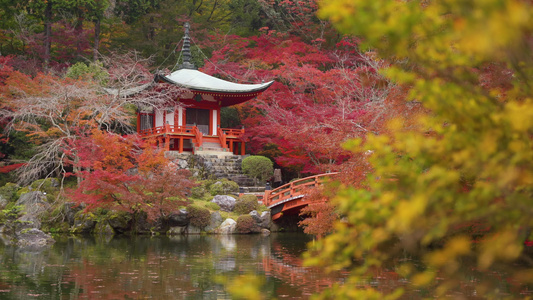 秋天京都雅潘有多彩的木瓜树的寺庙视频