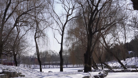 松树雪松冬季松树林山间雪景雾凇视频