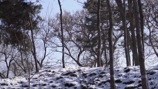 松树雪松冬季松树林山间雪景雾凇视频