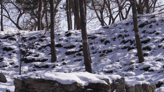 松树雪松冬季松树林山间雪景雾凇视频