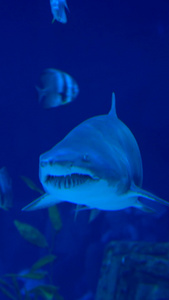 海洋生物鲨鱼和热带比目鱼克莱因蓝视频