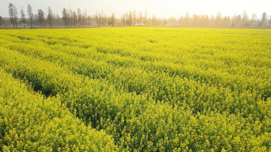 春天花卉油菜花盛开[花卉盆景]视频