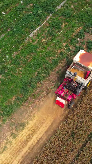 航拍麦田收割机收割麦子金黄的田野51秒视频