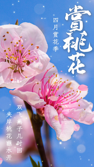 春天赏花季赏桃花视频海报15秒视频