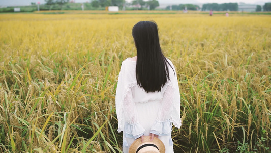 秋天金黄稻田里的少女视频