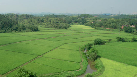 航拍乡村绿油油稻田自然风光视频