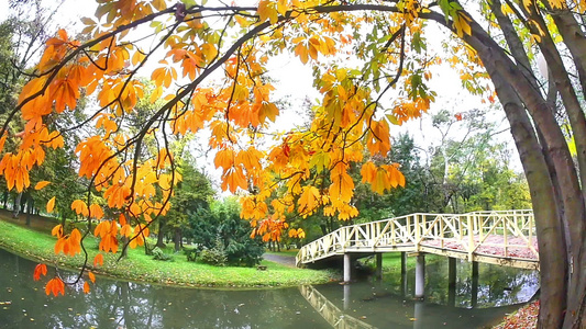 公园中美丽的秋树视频