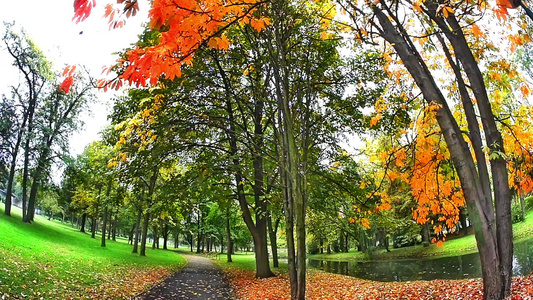 公园中美丽的秋树视频