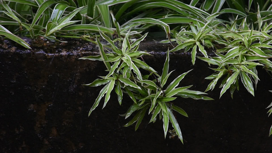 在混凝土墙壁上的绿树雨水的影响视频