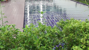 游泳池绿花花园边缘6秒视频