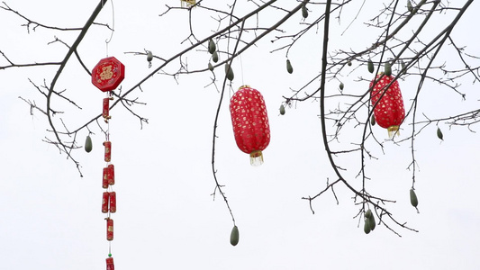 春节树梢悬挂灯笼视频