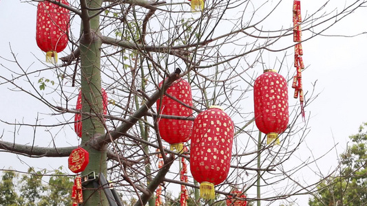 春节悬挂喜庆灯笼视频