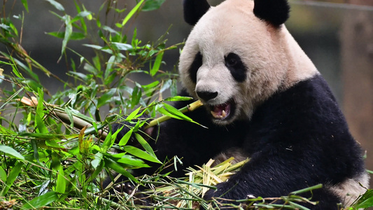 国宝大熊猫吃竹子视频