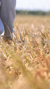 青年漫步在金黄的稻田里绿色食品视频