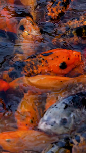 水池里的金鱼锦鲤觅食视频