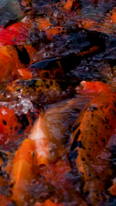 水池里的金鱼锦鲤觅食视频