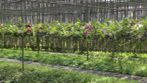 五颜六色的花兰花热带温室花园21秒视频