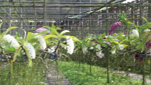 五颜六色的热带温室花园14秒视频