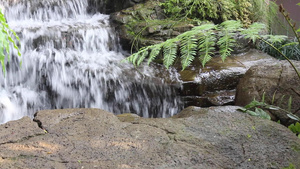 热带花园的瀑布流到小溪11秒视频