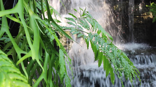 热带花园的瀑布流到小溪视频