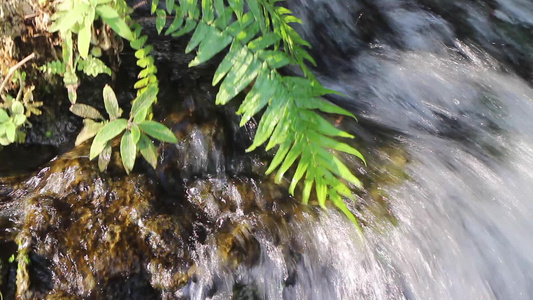 热带花园的瀑布流到小溪视频