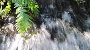 热带花园的瀑布流到小溪10秒视频