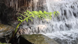 热带花园的瀑布流到小溪10秒视频