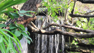 热带花园的瀑布流到小溪9秒视频
