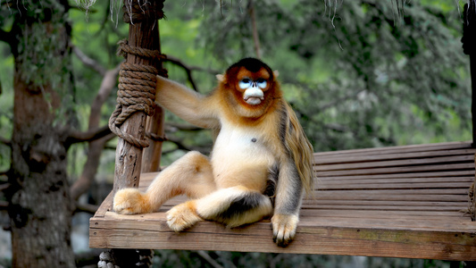 8k实拍动物园里的猴子视频