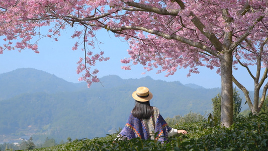 4K樱花茶园与少女视频