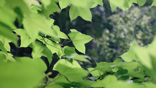 4k初春阳光下的绿植植物树叶视频