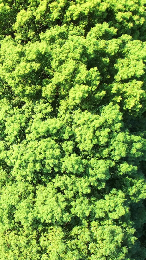 航拍城市洒满阳光的林荫道行驶的汽车素材城市素材37秒视频