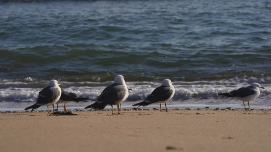 海边的一群海鸥视频