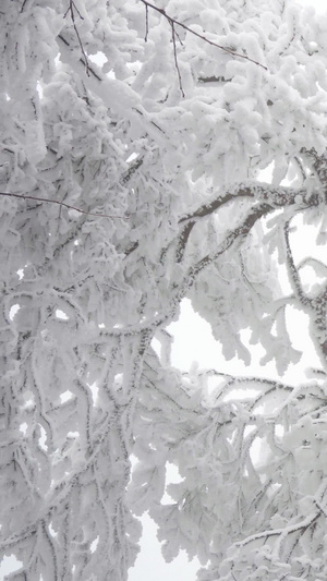 实拍唯美被冰雪包裹的树视频素材59秒视频