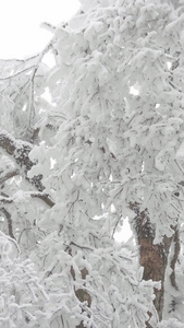 实拍唯美被冰雪包裹的树视频素材视频