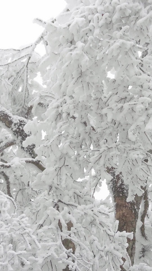 实拍唯美被冰雪包裹的树视频素材59秒视频