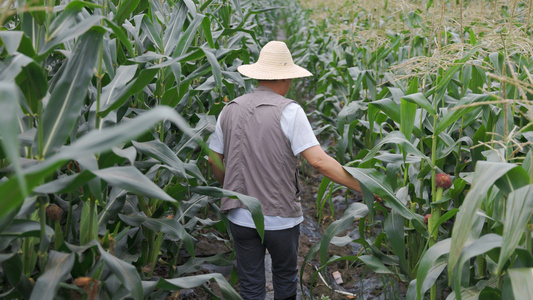 农民伯伯行走在玉米地里检查视频