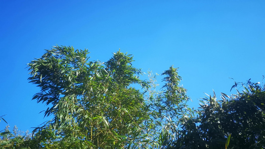 植物风吹树叶视频