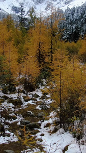 航拍四川阿坝州著名景区四姑娘山雪景视频阿坝藏族羌族自治州视频