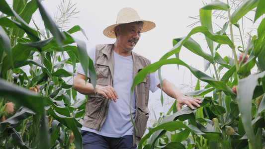 农民伯伯在玉米地里检查着玉米的长势视频