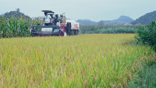 4k实拍农业机械化收割稻谷视频