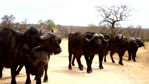 在非洲野外的野牛群18秒视频